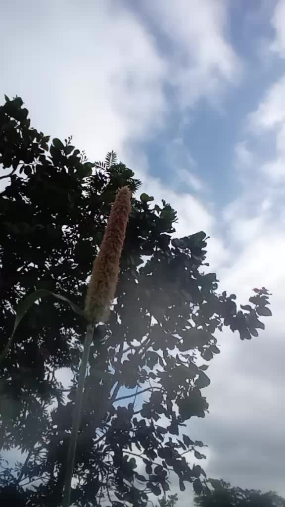 @💥🌕🌴.