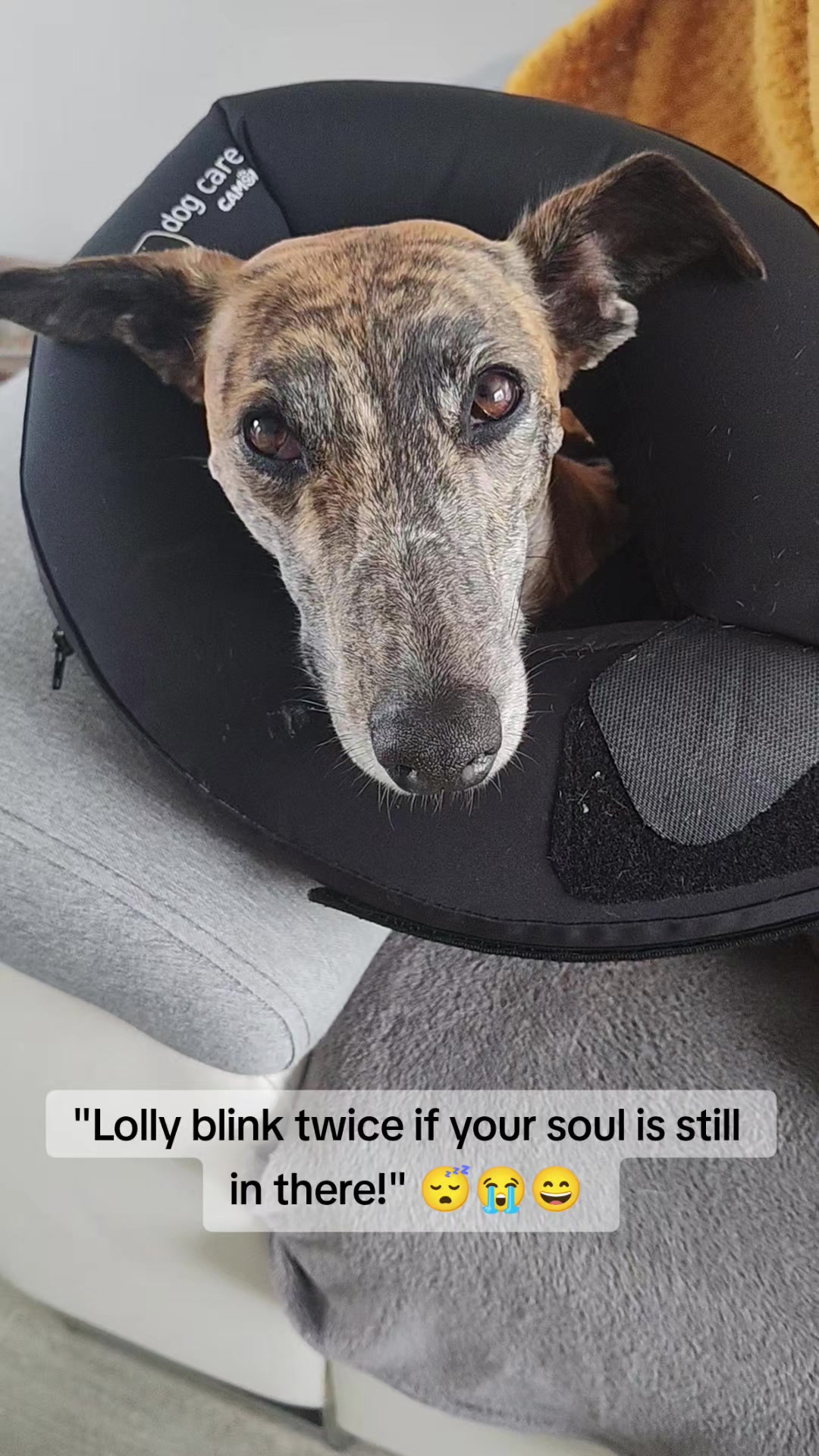 @LollyTheStrayDog