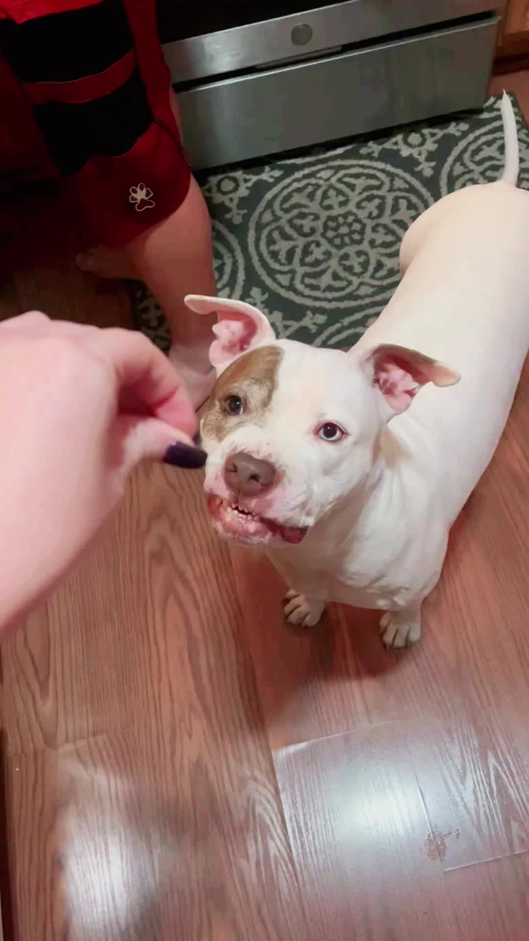 @Chewy the pitbull