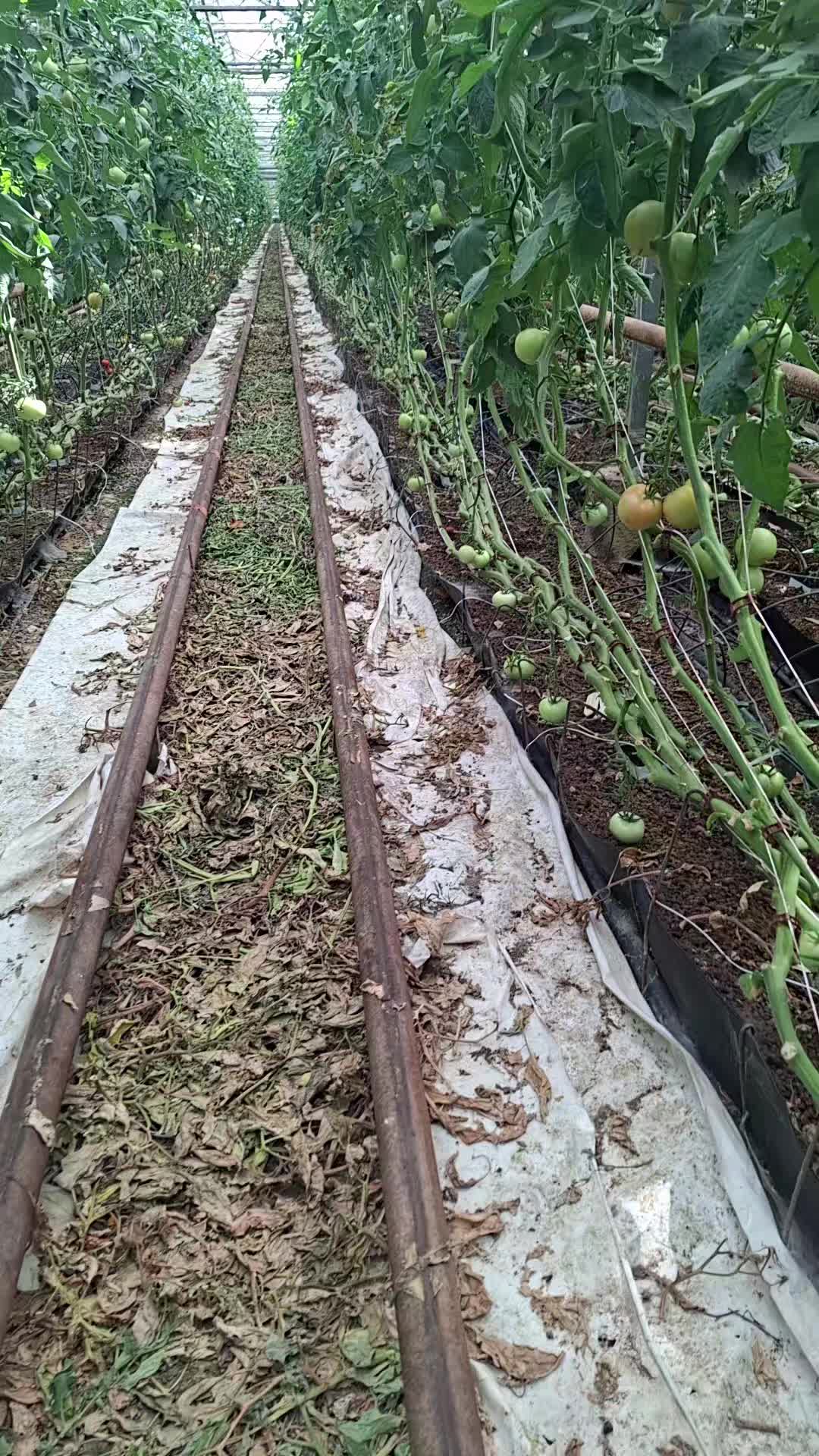@🍅🚜L’agriculteur🚜🍅