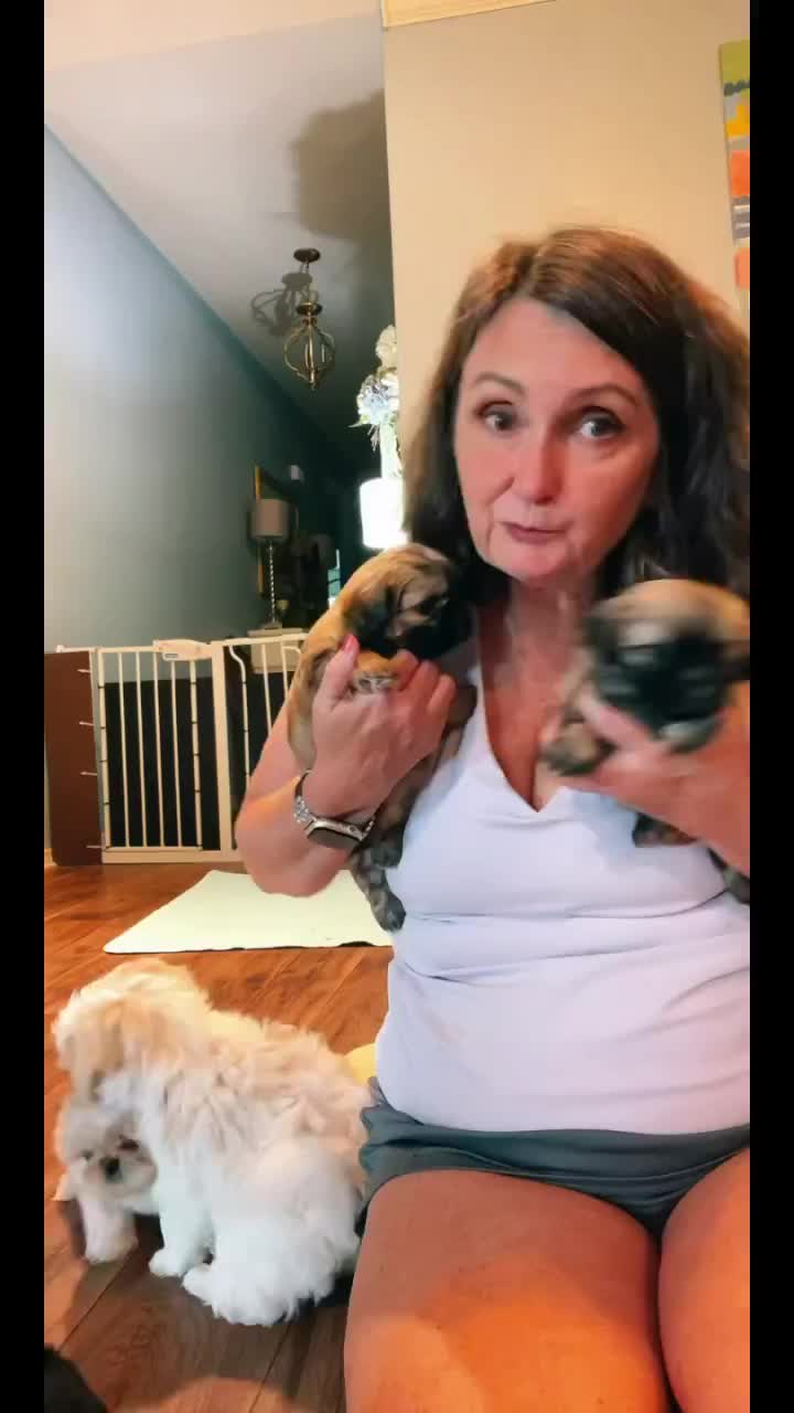 @Twilight Shih Tzu