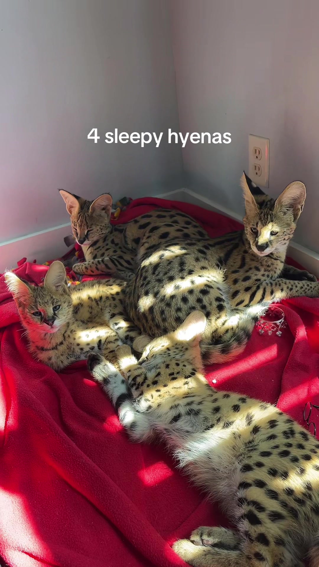 @BAO THE SERVAL