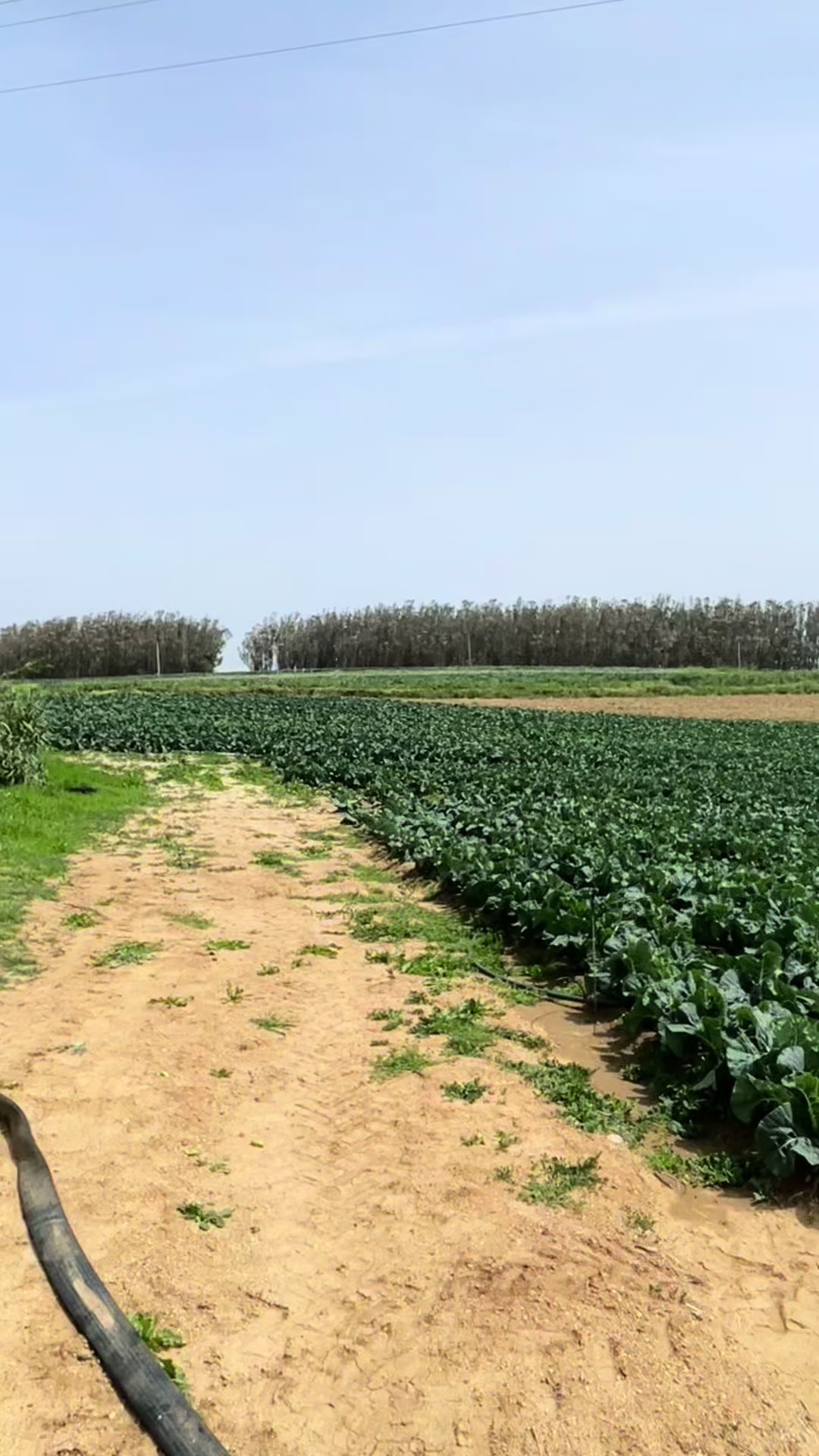 @Field Whisperer 🧑🌾