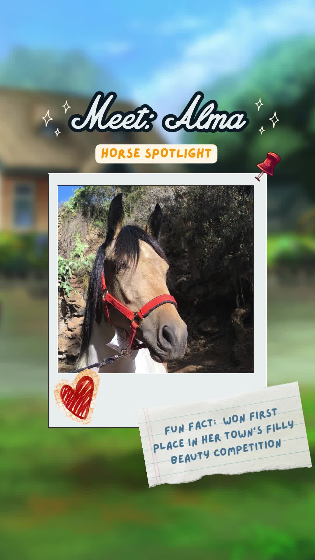 @Horse Reality