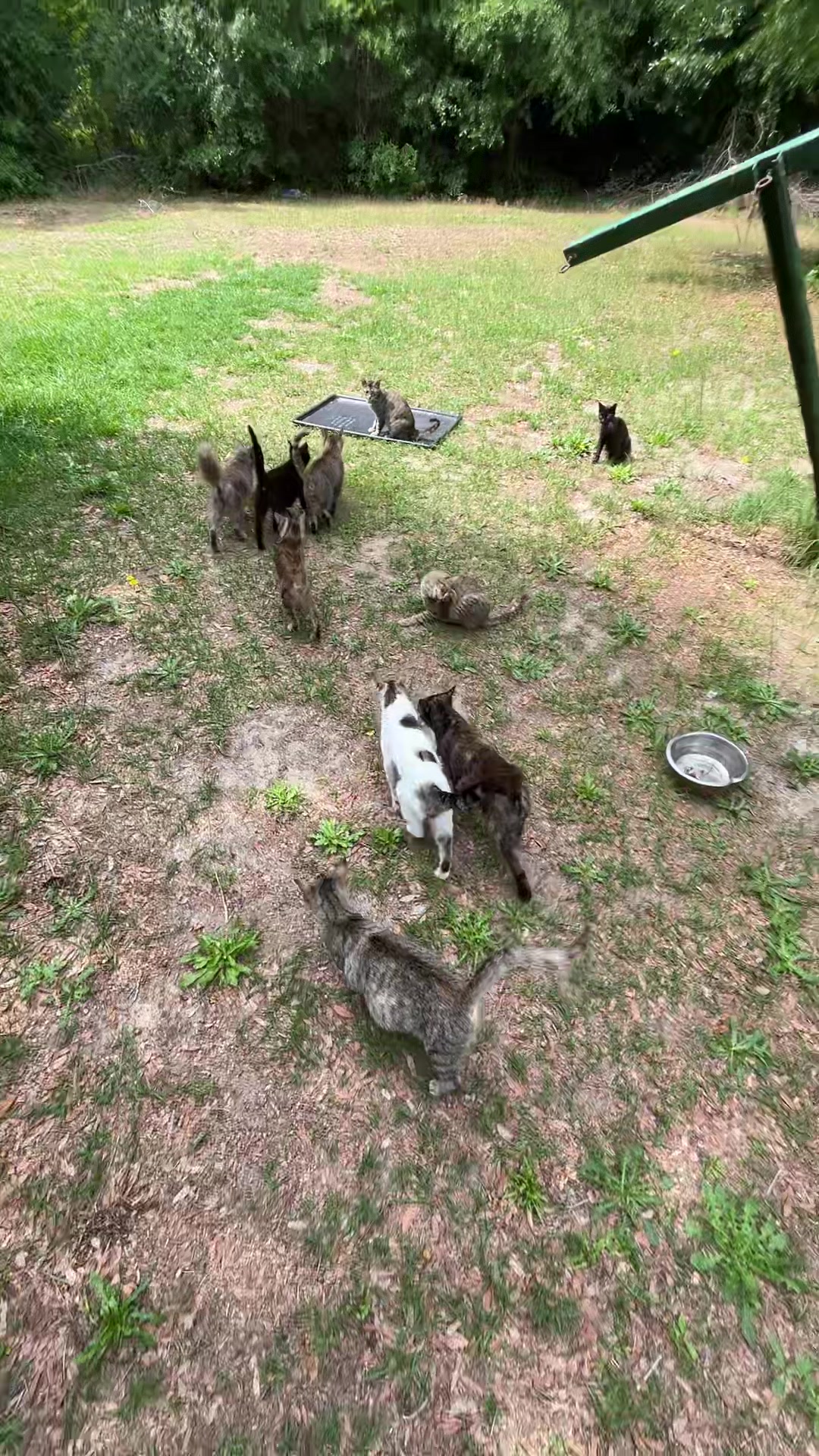 @Cats cats cats
