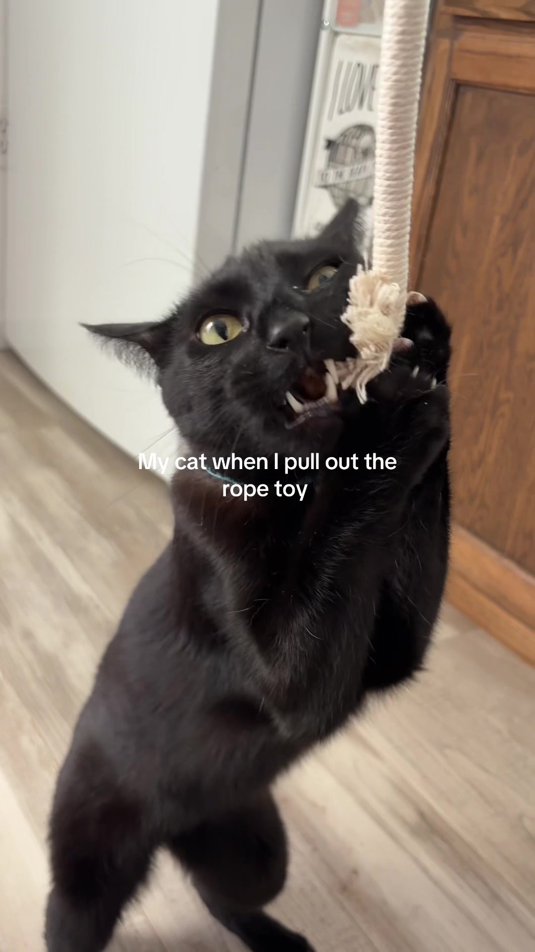 @Biggy smalls🐈⬛