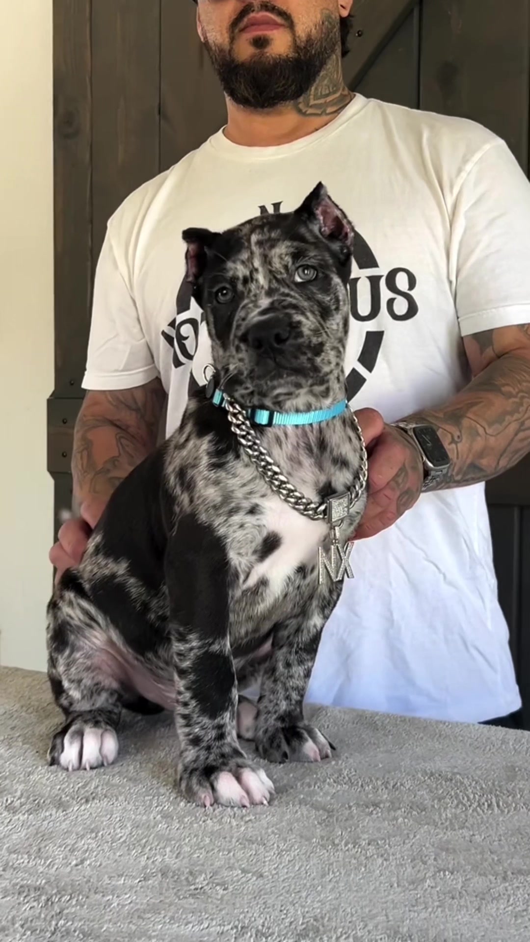 @bugattibloodlinekennels