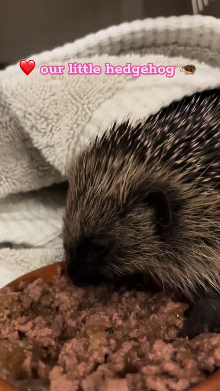 @StapeleyWildlifeRehab