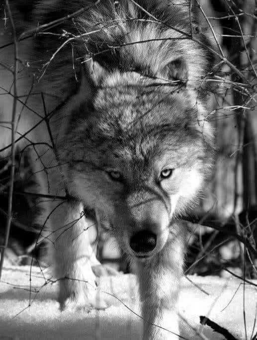 @Samotny Wilk 🐺🐦🔥♈