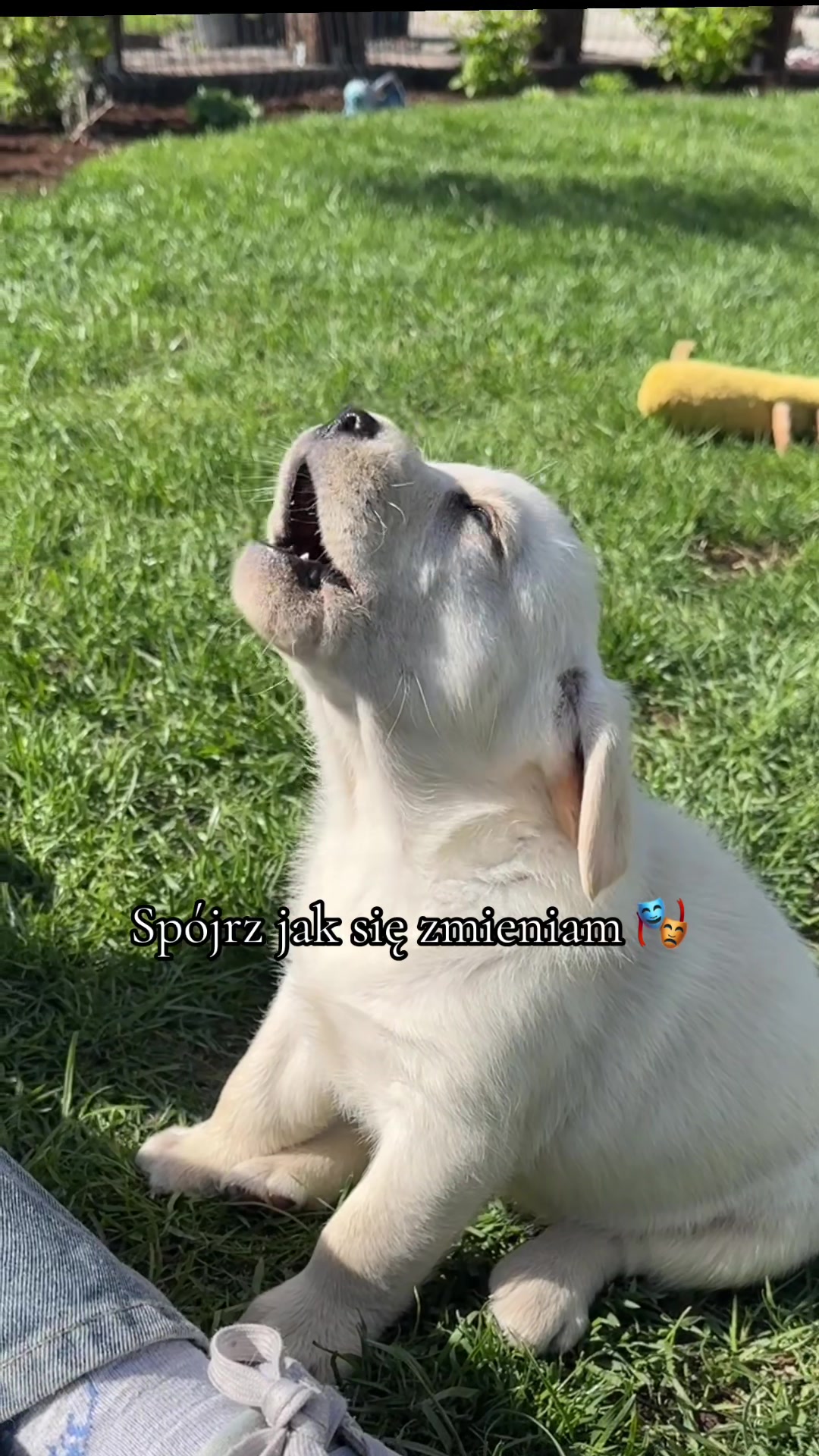 @Moonlife -Labrador Retriever