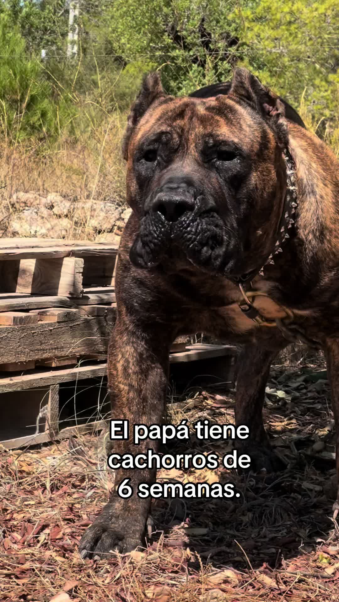 @Presacanario_bulldogfrances