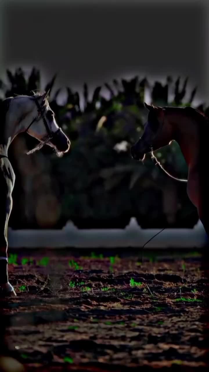 @⫸𝙈𝙞𝙍𝙯𝘼✫𝙎𝙖𝙍𝙆𝙖𝙍✫⫷