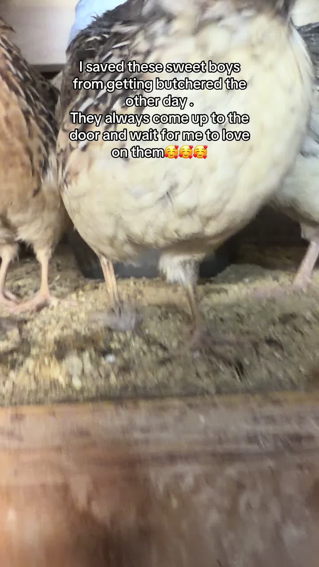 @NonniesFunnyFarm