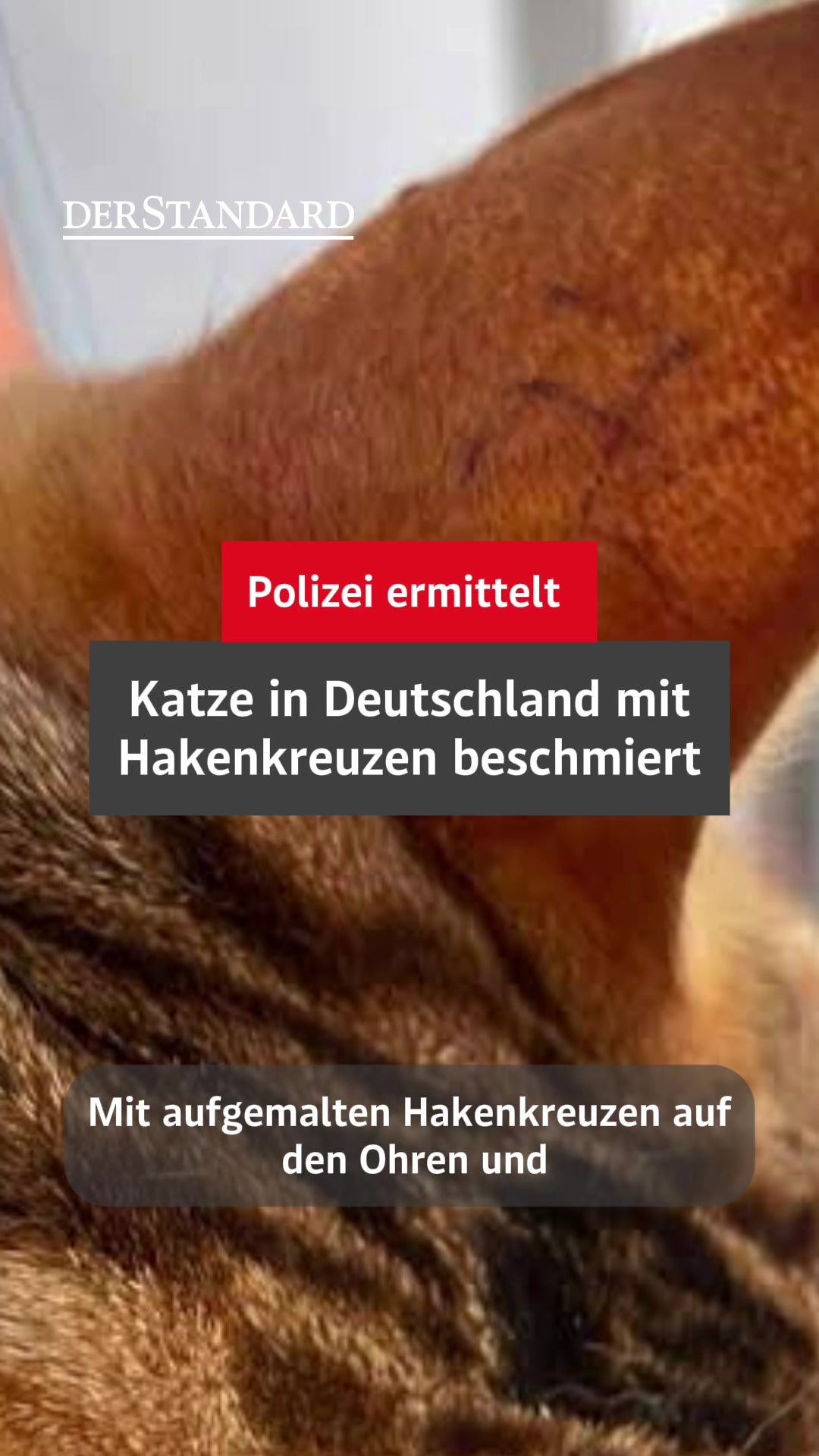 @DER STANDARD News