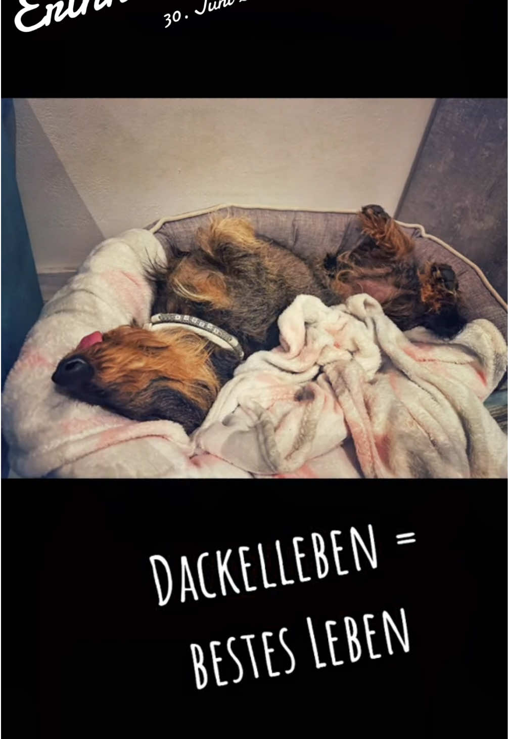 @Dackelbande 2.0