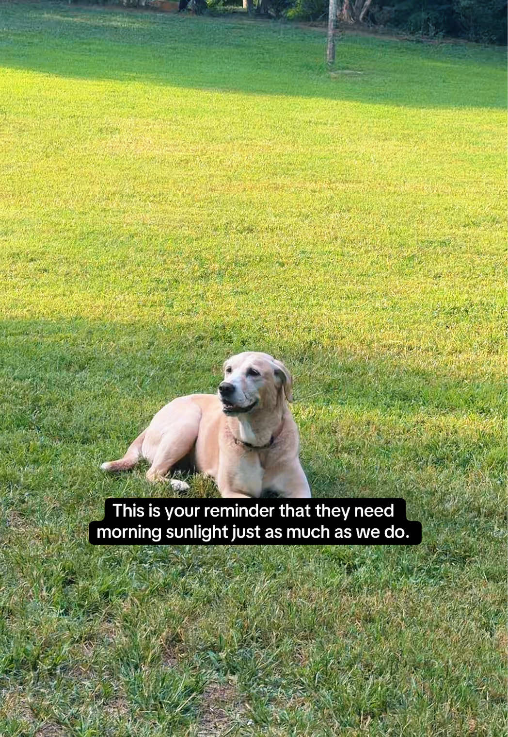 @Thegospeltea