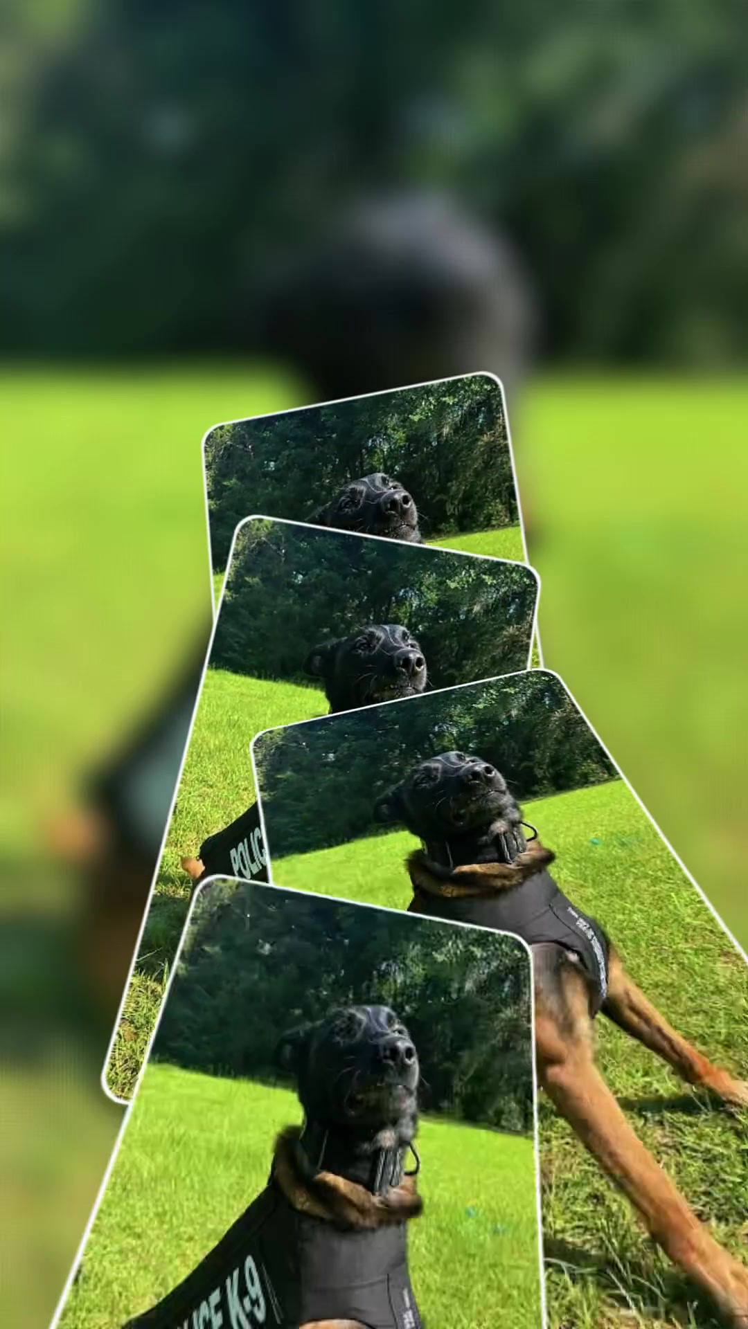 @Vested Interest in K9s, Inc.