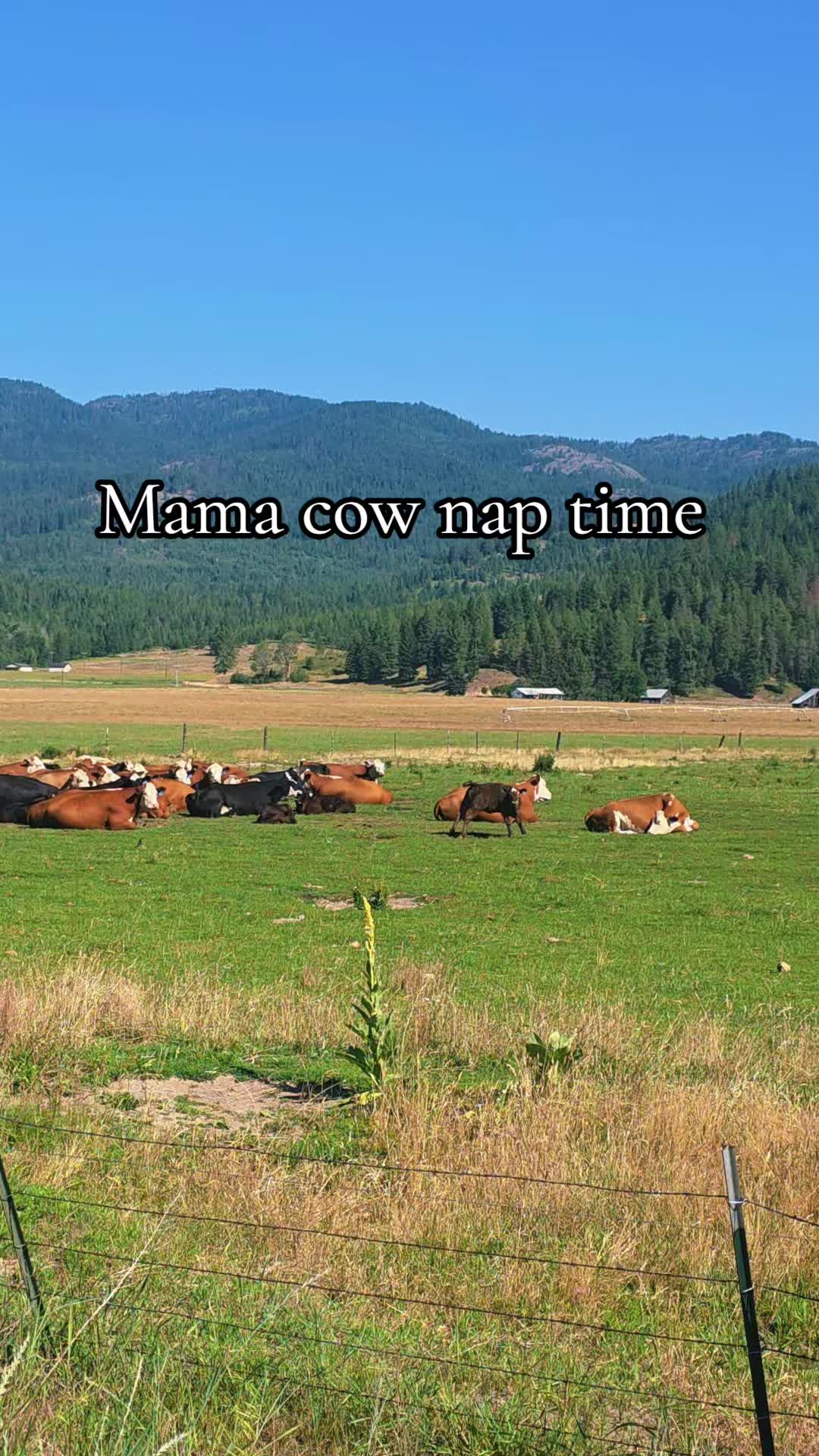 @🐴 ColdMountainRanch 🏇