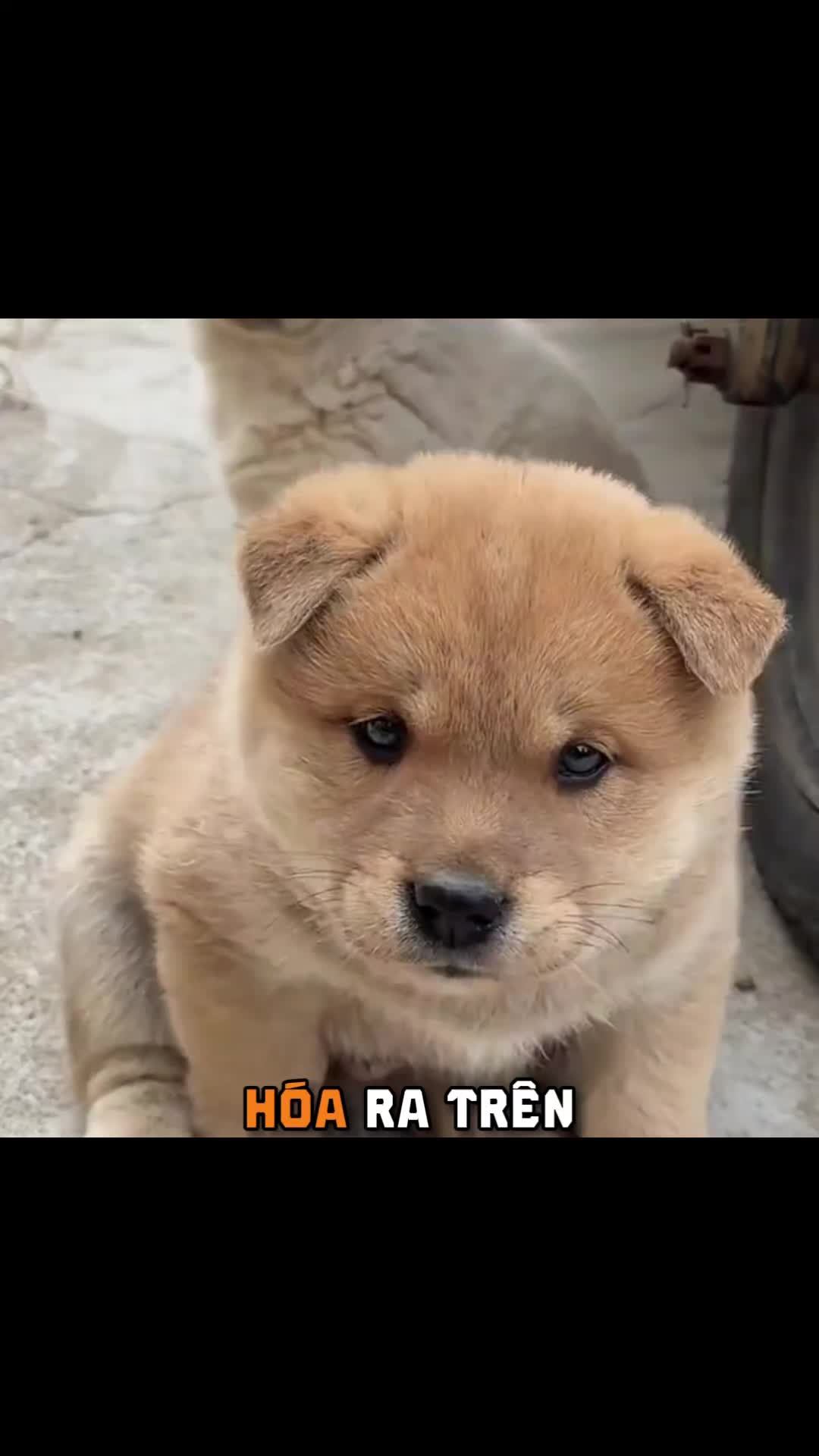 @Zatsugaku Animal