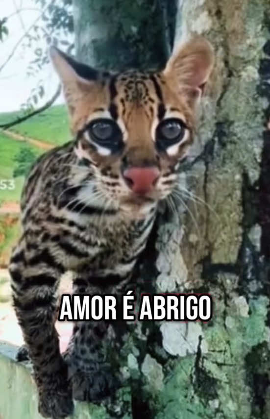 @Elisabete Silva