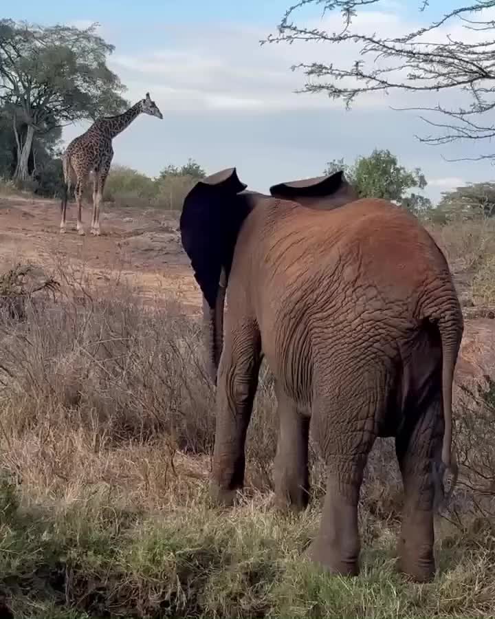 @SheldrickTrust