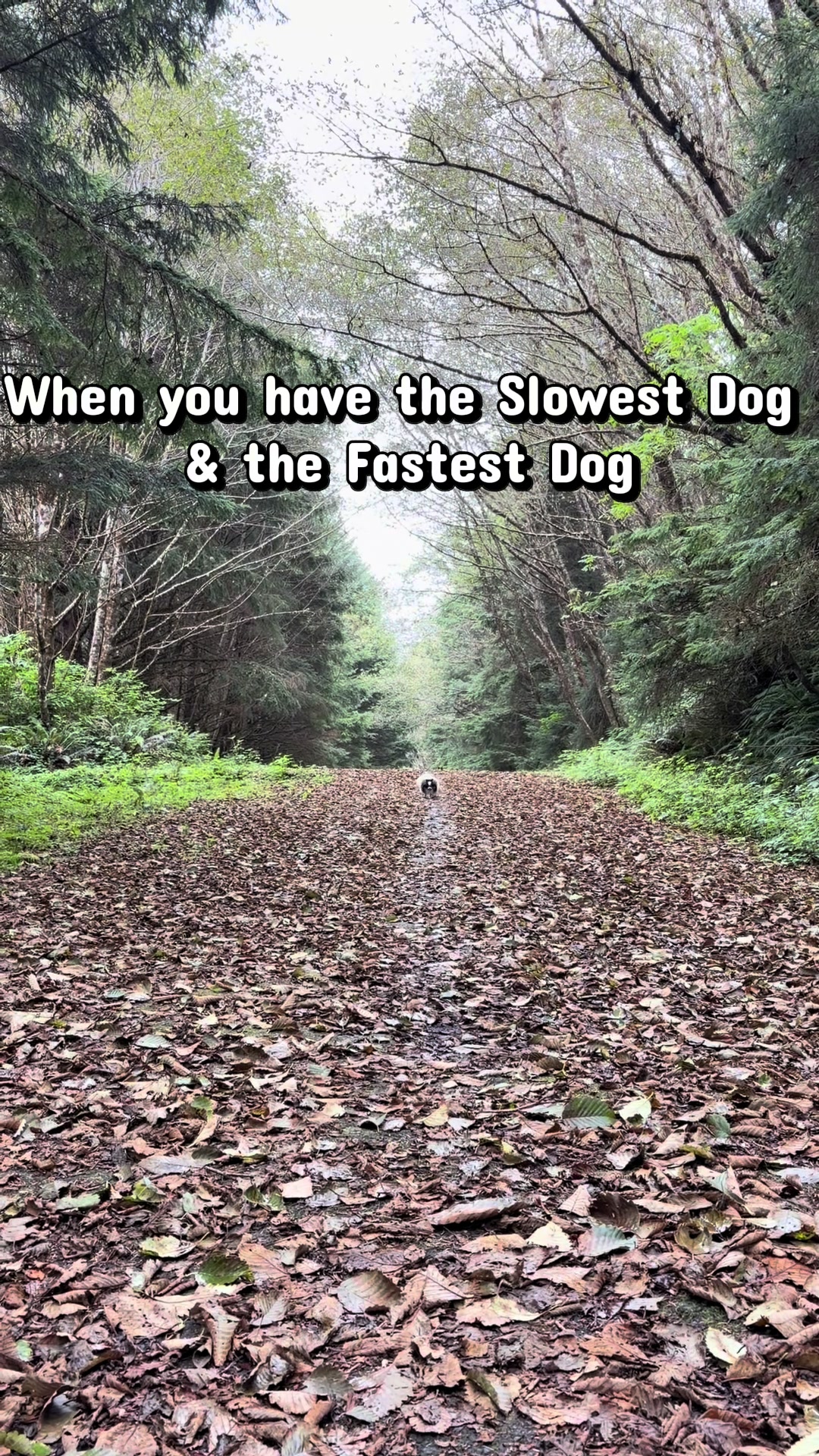 @oregonskyveek