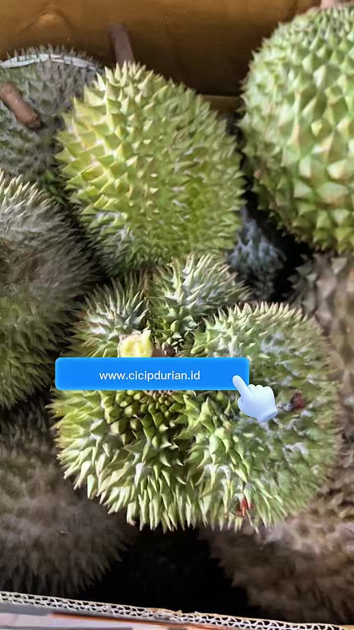 @CICIP DURIAN
