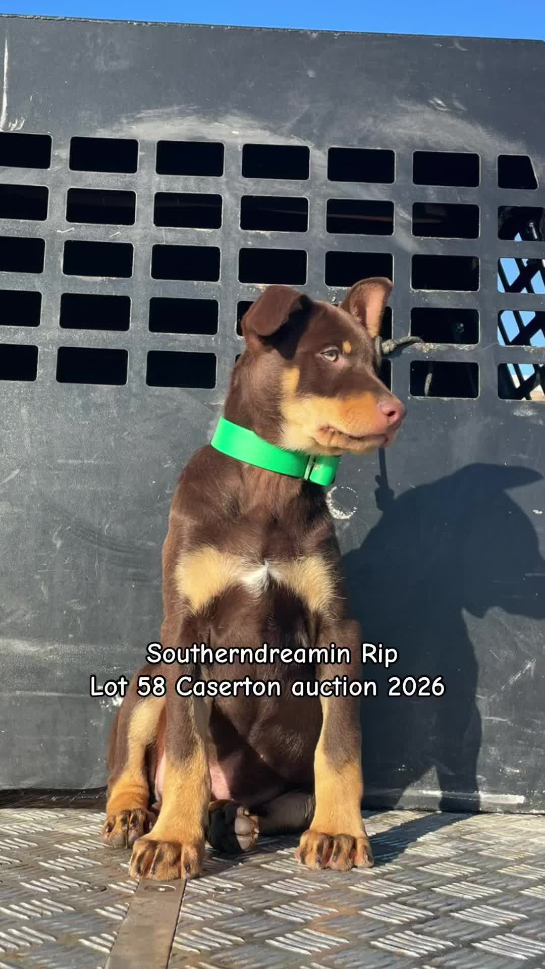 @SouthernDreamin Kelpie stud