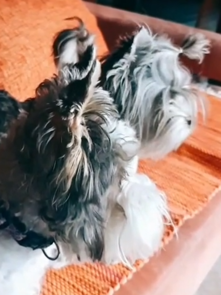 @goshagall