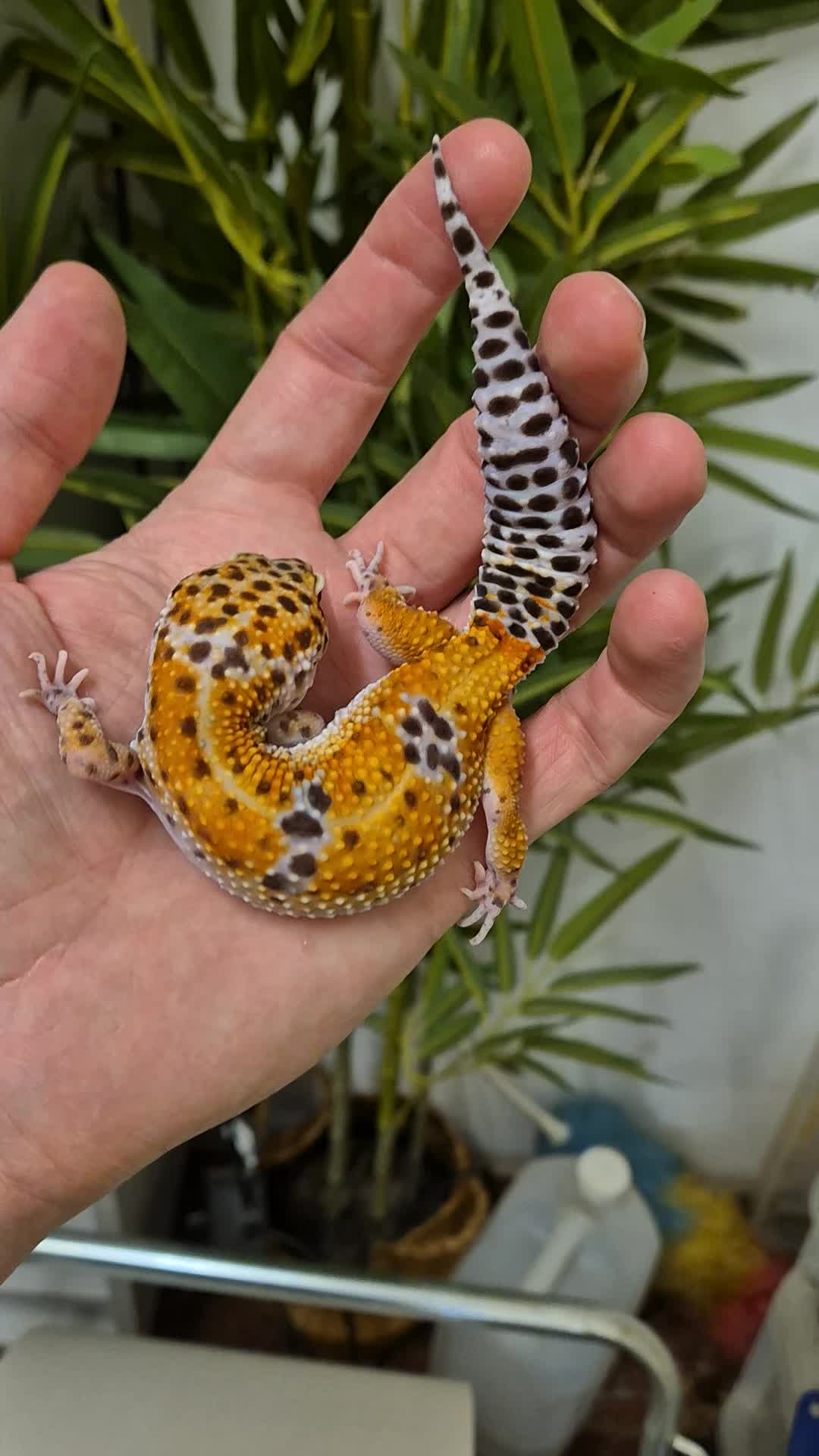 @CambridgeGecko