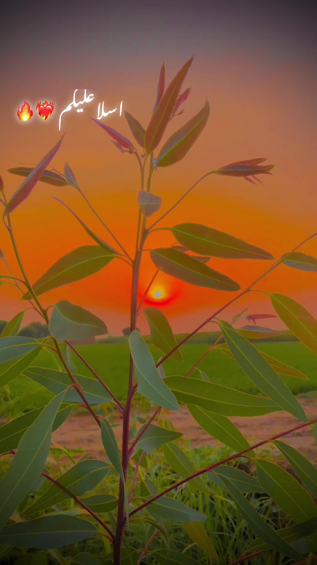 @ساجی موہل