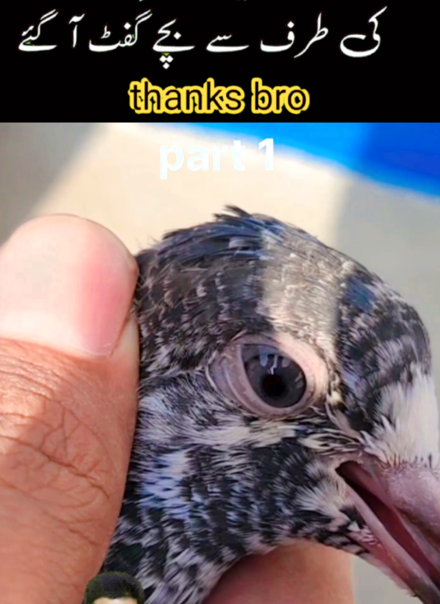 @amrakalan5