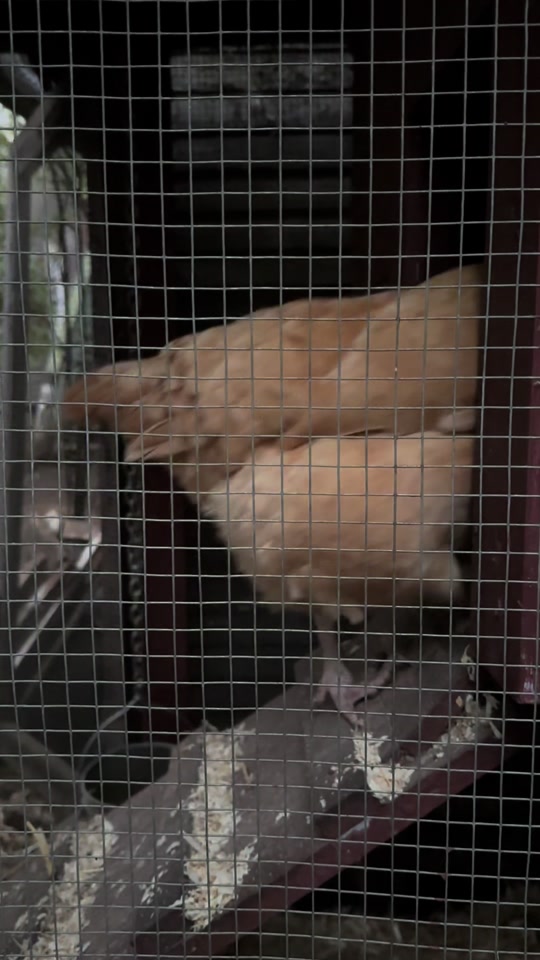 @FusterCluck Farm