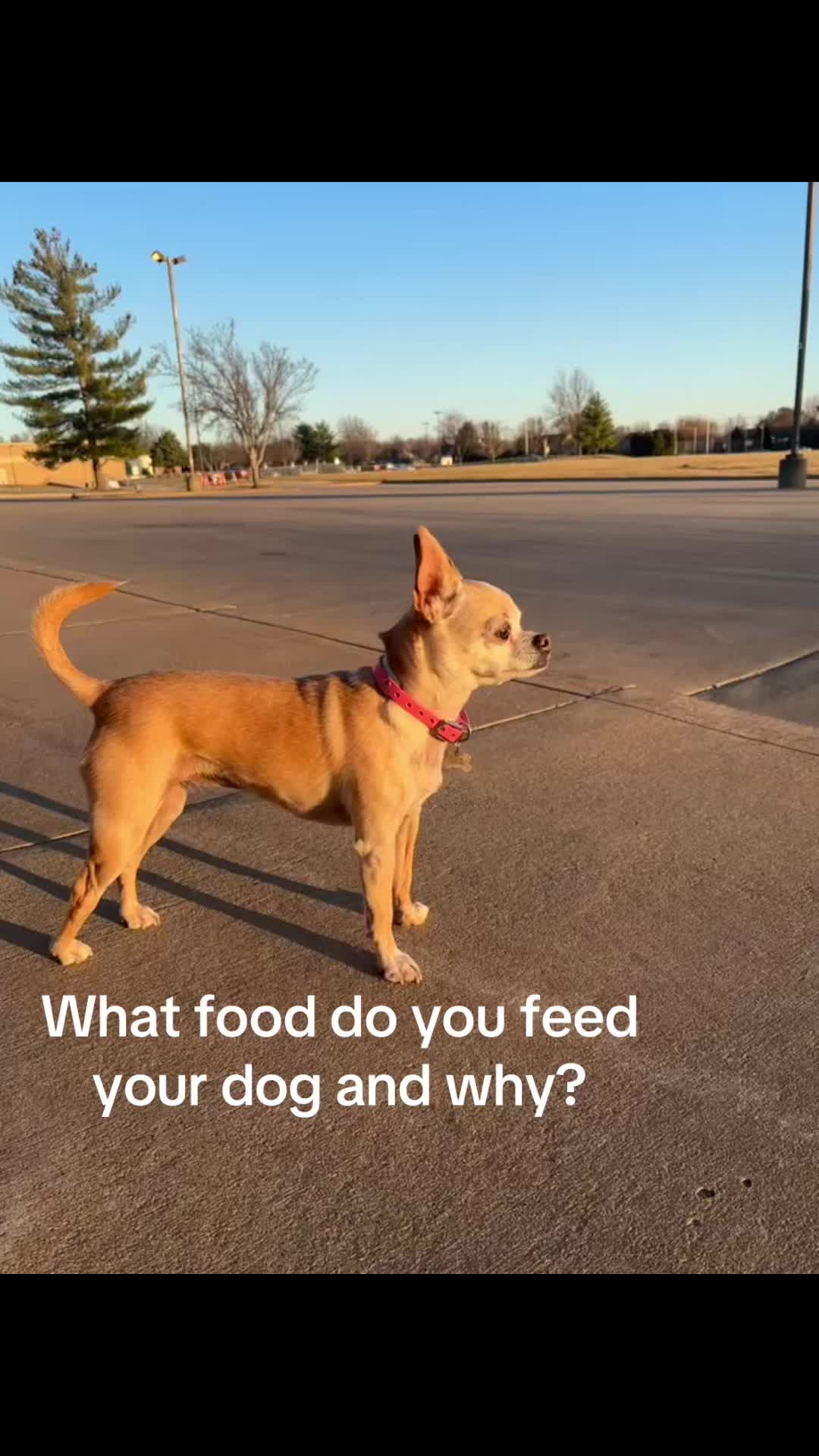 @Gidget/WagWild