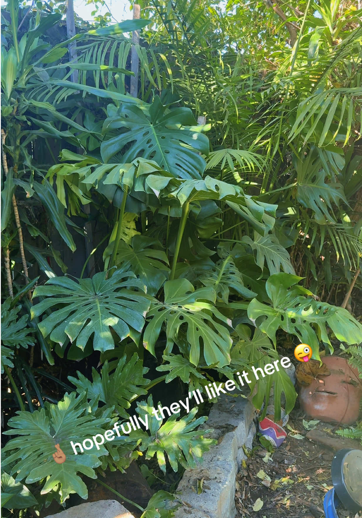 @Chachito&rsquo;sGarden