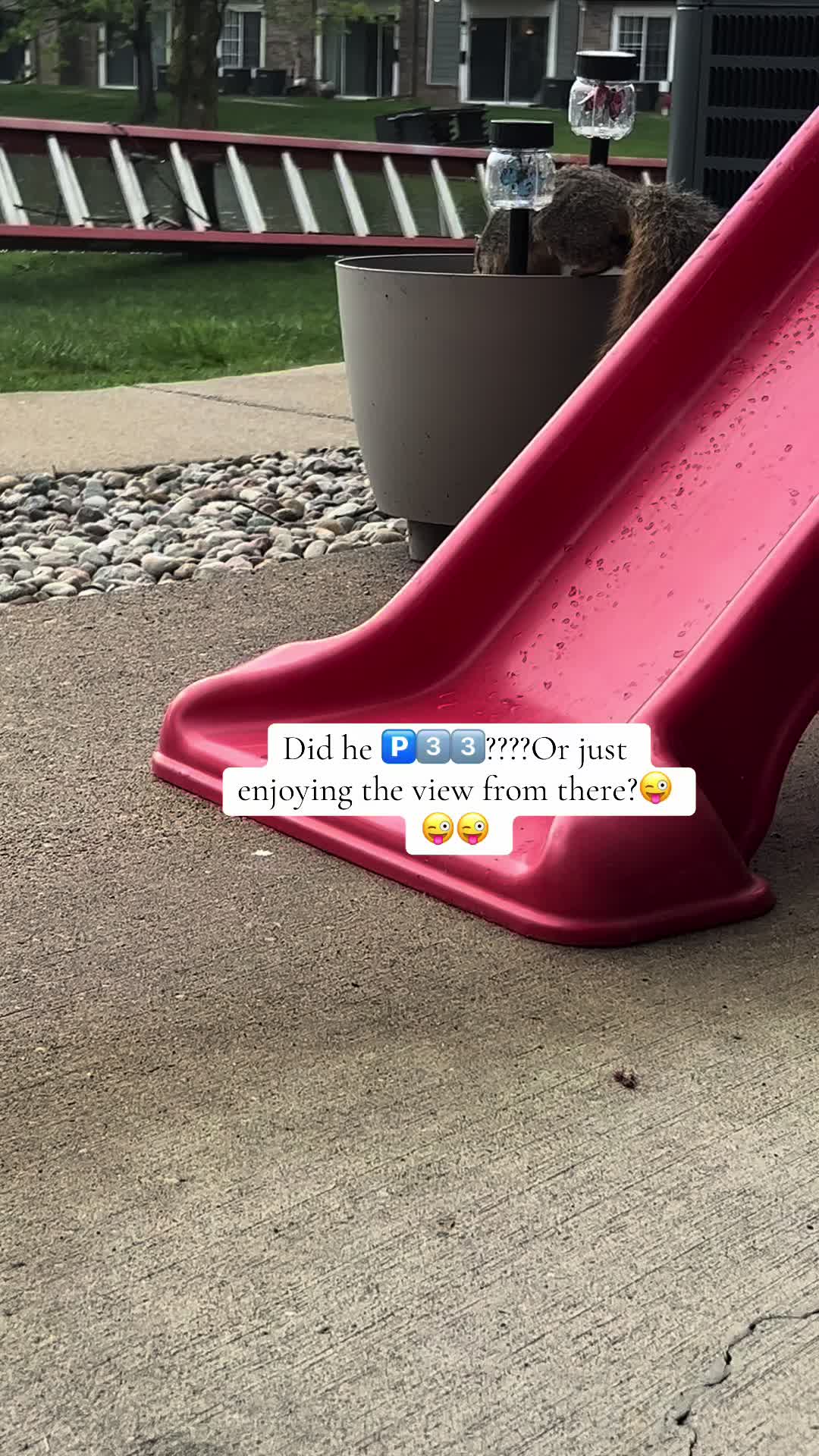 @Pawesome Family