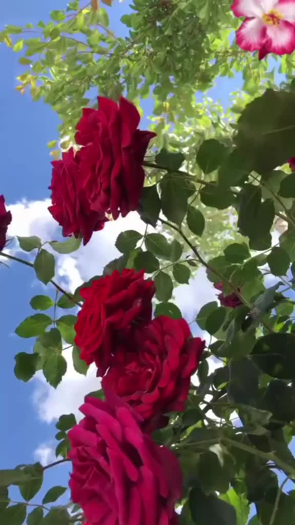 @Flora