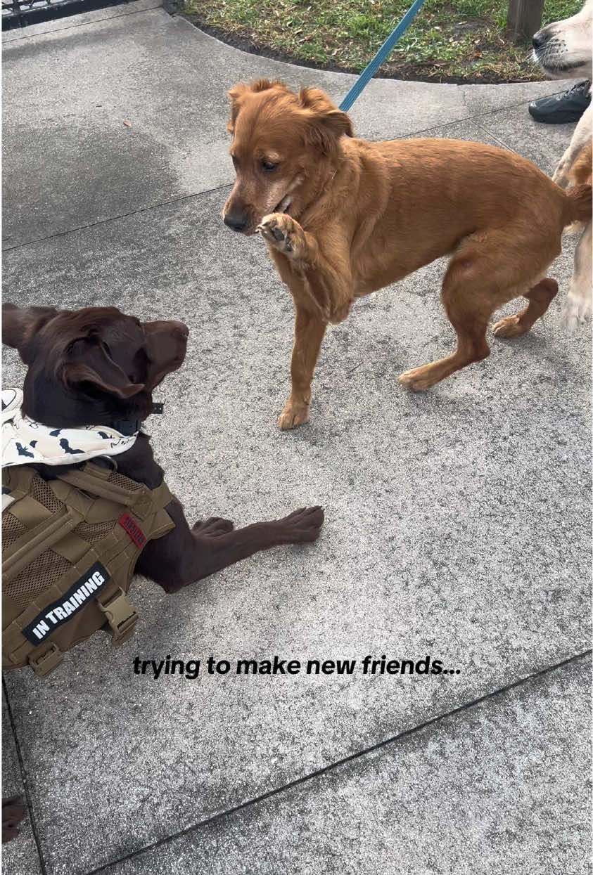@Apollo the Choc Lab 🤎