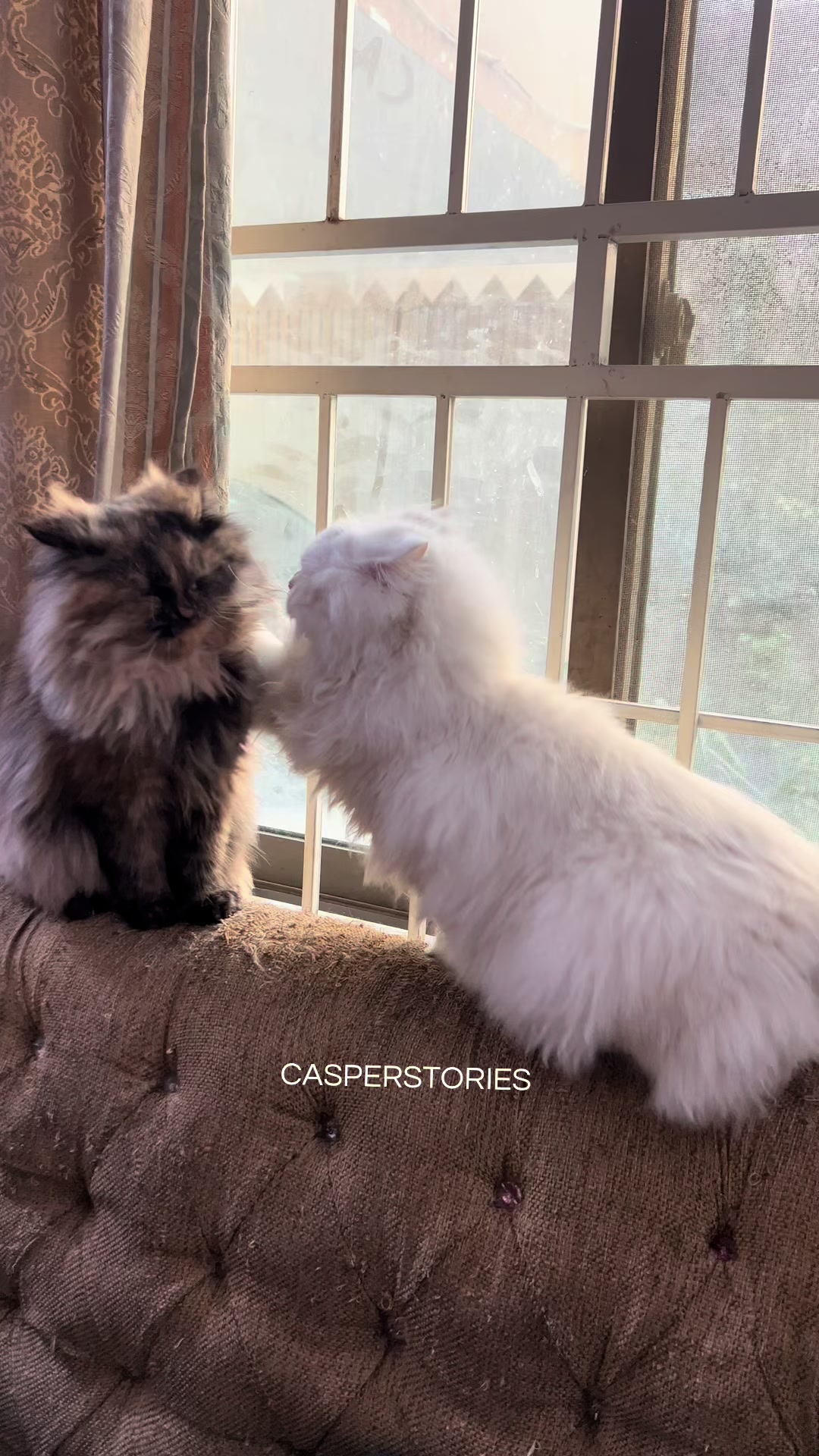 @𝑪𝒂𝒔𝒑𝒆𝒓 & 𝑴𝒊𝒏𝒏𝒊𝒆 🐾