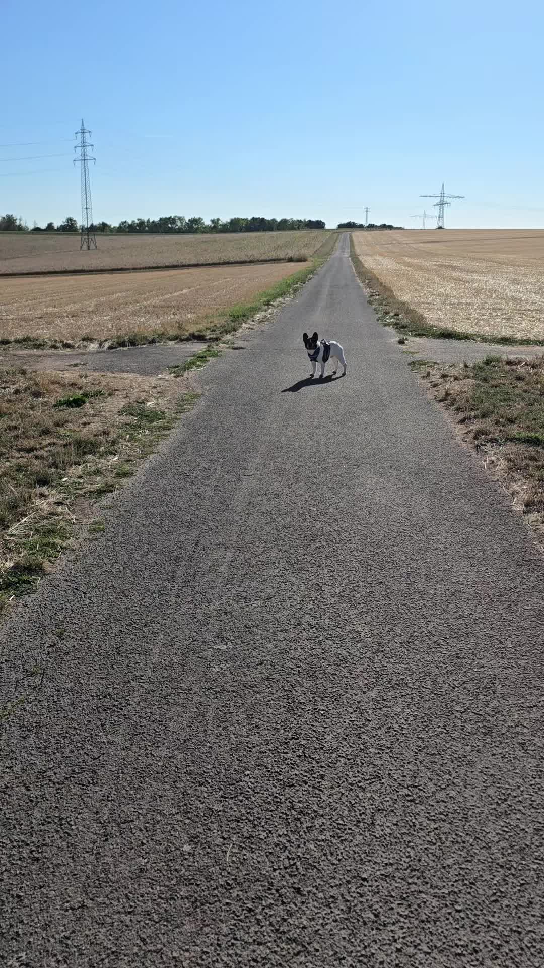 @Kylo und Samy 💙💙🐶🐕🍀🍀