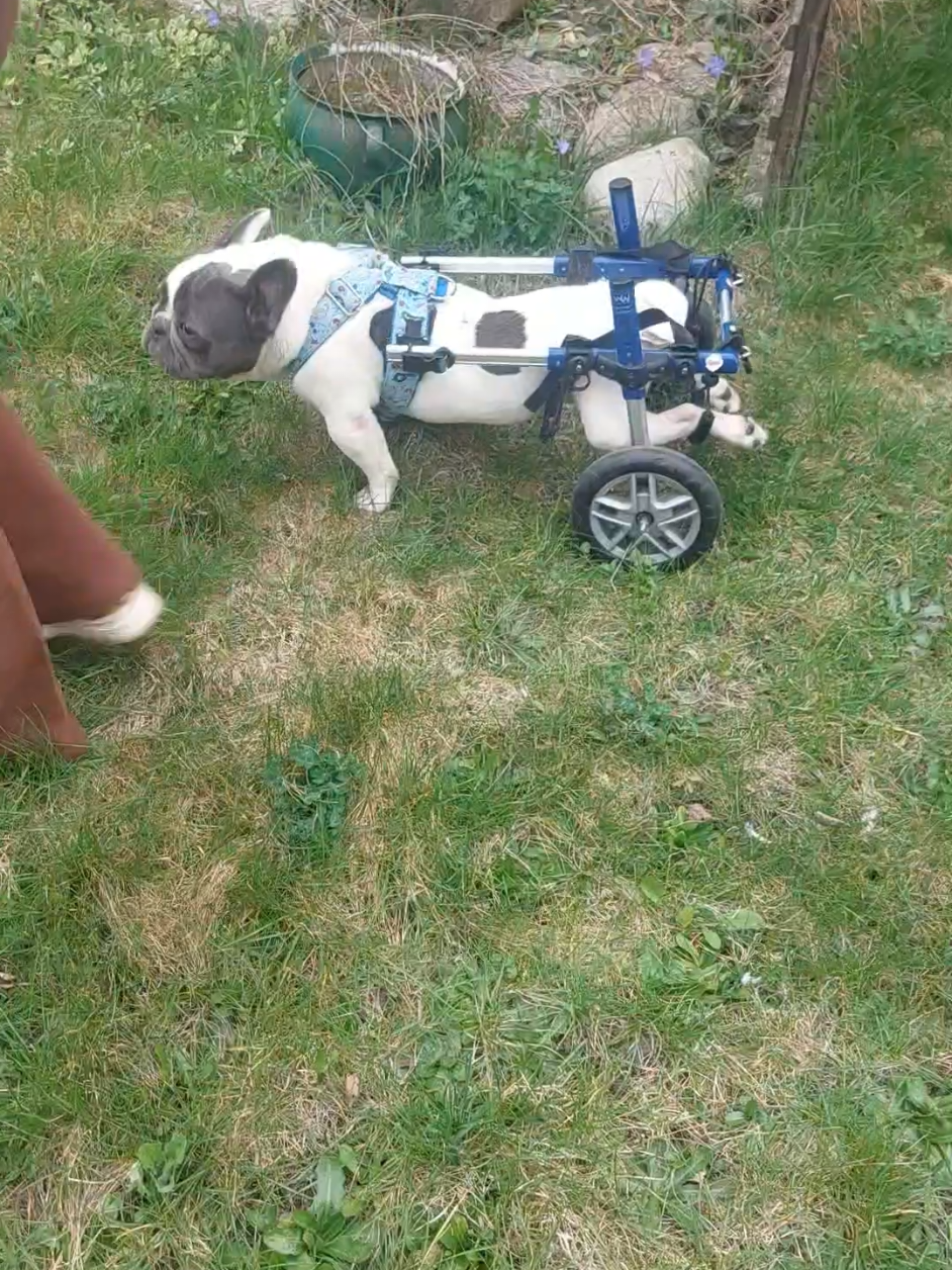 @Armageddon_gulgot_francuski♿️