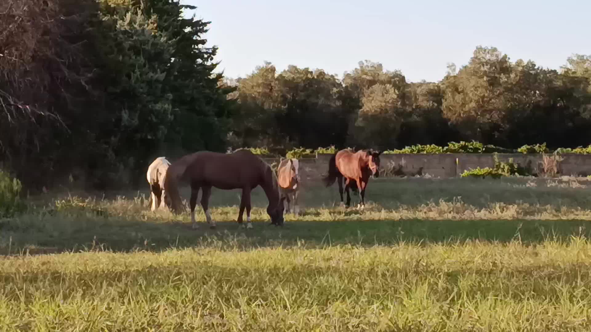 @GypsyHorse
