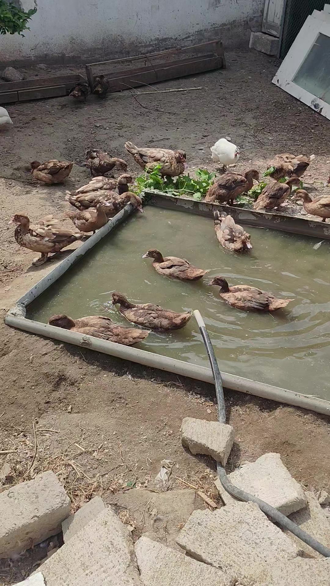 @MAŞTAĞA_QUŞCULUĞ