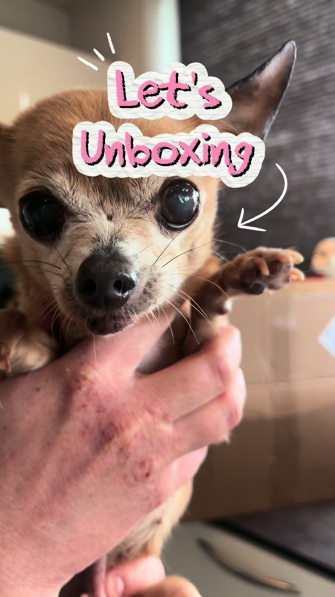 @Danielle |(chihuahua)mama 🐕🩵