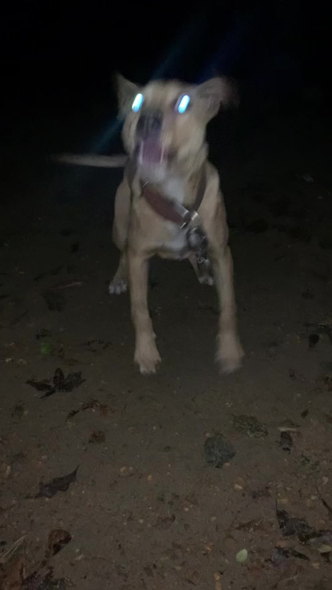 @LPKkennels