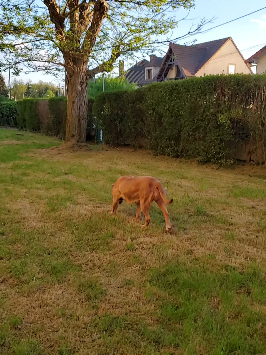 @AKATSUKI BULLY KENNEL 🇭🇹🇫🇷
