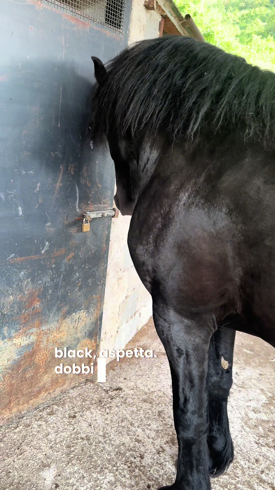 @black_the_friesian