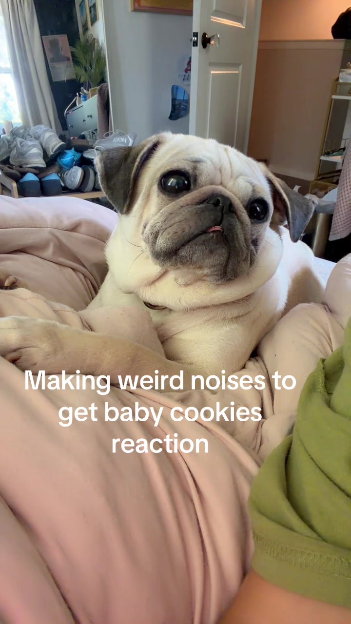 @babycookie