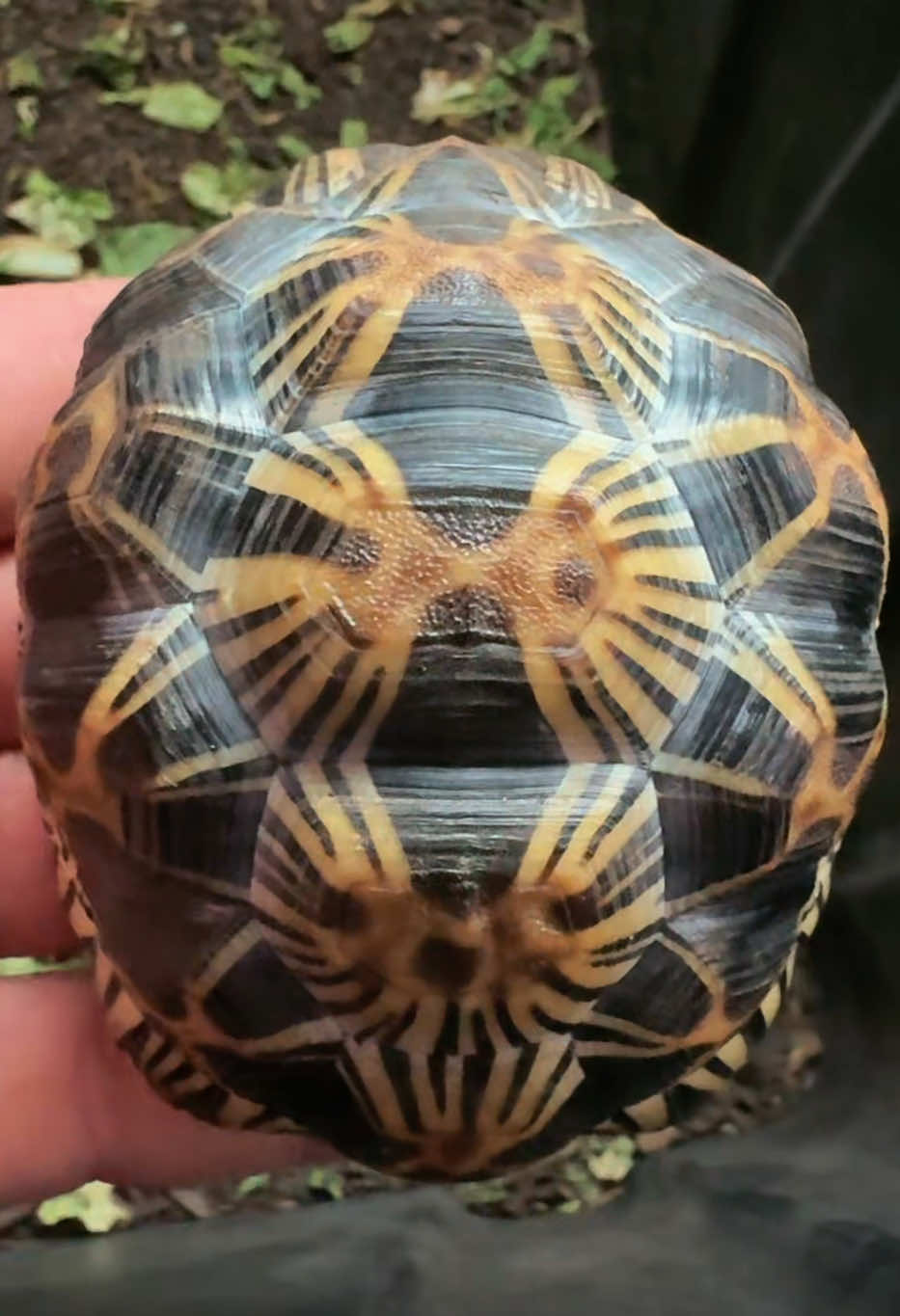 @Western State Tortoise