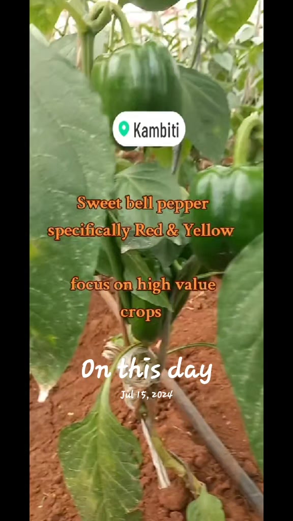 @Agri-Irrigation Africa Limited